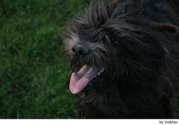 Bergamasco Dogs Breed - Information, Temperament, Size & Price | Lancaster Puppies