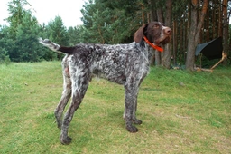 German Wirehaired Pointer Dogs Breed - Information, Temperament, Size & Price | Lancaster Puppies