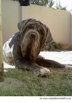 Mastino Napoletano Dogs Ras: Karakter, Levensduur & Prijs | Puppyplaats
