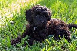Schnoodle Dogs Breed - Information, Temperament, Size & Price | Lancaster Puppies