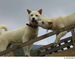 Perro Jindo Coreano Dogs Raza - Características, Fotos & Precio | MundoAnimalia