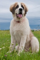 Ciobanesc de Bucovina Dogs Razza - Prezzo, Temperamento & Foto | AnnunciAnimali