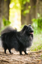 Pomeranian Dogs Breed - Information, Temperament, Size & Price | Pets4Homes