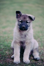 Norwegian Elkhound Dogs Breed - Information, Temperament, Size & Price | Lancaster Puppies