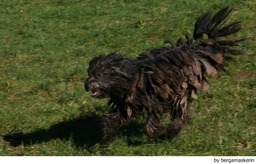 Bergamasco Dogs Breed - Information, Temperament, Size & Price | Lancaster Puppies