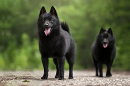 Schipperke Dogs Breed - Information, Temperament, Size & Price | Pets4Homes