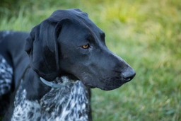 German Shorthaired Pointer Dogs Breed - Information, Temperament, Size & Price | Lancaster Puppies