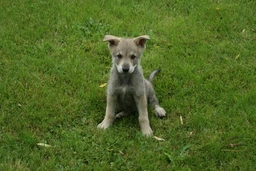 Saarlooswolfhond Dogs Ras: Karakter, Levensduur & Prijs | Puppyplaats