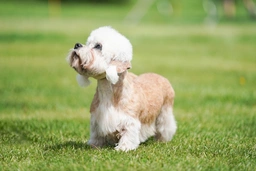 Dandie Dinmont Terriër Dogs Ras: Karakter, Levensduur & Prijs | Puppyplaats