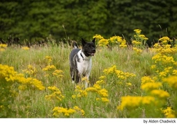 Akita Dogs Breed - Information, Temperament, Size & Price | Lancaster Puppies