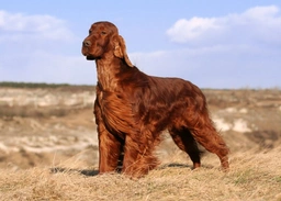 Setter Irlandese Dogs Razza - Prezzo, Temperamento & Foto | AnnunciAnimali
