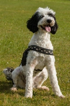 Portuguese Water Dog Dogs Breed - Information, Temperament, Size & Price | Lancaster Puppies