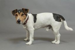 Jack Russell Terrier Dogs Raza - Características, Fotos & Precio | MundoAnimalia
