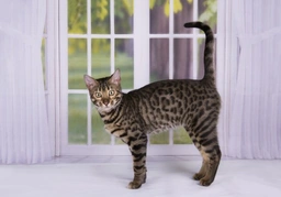 Savannah Cats Razza - Prezzo, Temperamento & Foto | AnnunciAnimali