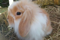 Mini Lion Lop Rabbits Breed - Information, Temperament, Size & Price | Pets4Homes