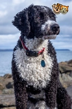 Perro de Agua Español Dogs Raza - Características, Fotos & Precio | MundoAnimalia