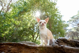 Chihuahua Dogs Razza - Prezzo, Temperamento & Foto | AnnunciAnimali
