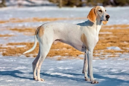 Porcelaine Dogs Razza - Prezzo, Temperamento & Foto | AnnunciAnimali
