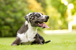 Catahoula Leopard Dog Dogs Breed - Information, Temperament, Size & Price | Pets4Homes