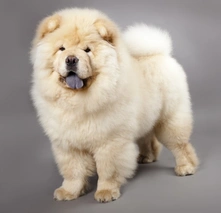 Chow Chow Dogs Breed - Information, Temperament, Size & Price | Lancaster Puppies