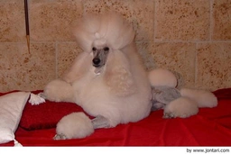 Caniche Gigante Dogs Raza - Características, Fotos & Precio | MundoAnimalia