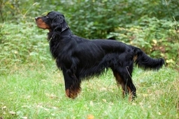 Gordon Setter Dogs Breed - Information, Temperament, Size & Price | Lancaster Puppies