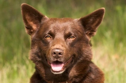 Kelpie Australiano Dogs Razza - Prezzo, Temperamento & Foto | AnnunciAnimali