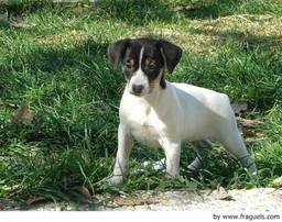 Ratonero Bodeguero Andaluz Dogs Raza - Características, Fotos & Precio | MundoAnimalia