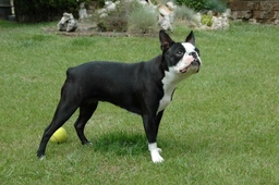 Boston Terriër Dogs Ras: Karakter, Levensduur & Prijs | Puppyplaats
