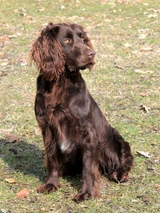 Wachtelhund Dogs Razza - Prezzo, Temperamento & Foto | AnnunciAnimali