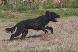 Portuguese Water Dog Dogs Breed - Information, Temperament, Size & Price | Lancaster Puppies