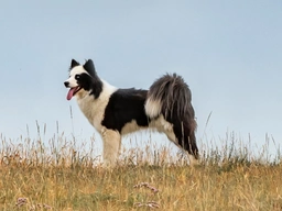 Yakutian Laika Dogs Razza - Prezzo, Temperamento & Foto | AnnunciAnimali