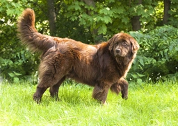 Newfoundlander Dogs Ras: Karakter, Levensduur & Prijs | Puppyplaats