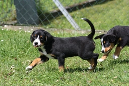 Entlebucher Mountain Dog Dogs Breed - Information, Temperament, Size & Price | Pets4Homes