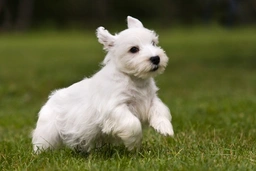 Sealyham Terrier Dogs Breed - Information, Temperament, Size & Price | Pets4Homes