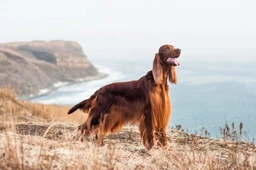Setter Irlandese Dogs Razza - Prezzo, Temperamento & Foto | AnnunciAnimali