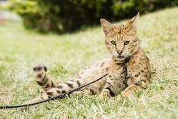 Savannah Cats Razza - Prezzo, Temperamento & Foto | AnnunciAnimali