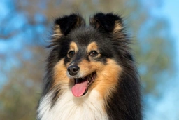 Shetland Sheepdog Dogs Breed - Information, Temperament, Size & Price | Lancaster Puppies
