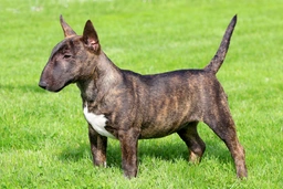 Bull Terrier Miniatura Dogs Razza - Prezzo, Temperamento & Foto | AnnunciAnimali
