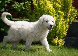 Kuvasz  Dogs Ras: Karakter, Levensduur & Prijs | Puppyplaats