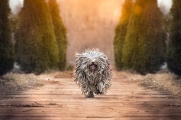 Hungarian Puli Dogs Breed - Information, Temperament, Size & Price | Lancaster Puppies