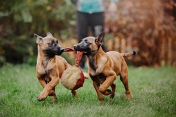 Mechelse Herder Dogs Ras: Karakter, Levensduur & Prijs | Puppyplaats