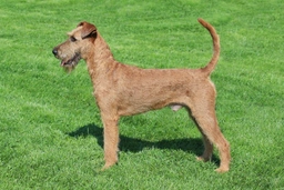 Irish Terrier Dogs Breed - Information, Temperament, Size & Price | Lancaster Puppies