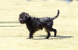 Affenpinscher Dogs Breed - Information, Temperament, Size & Price | Pets4Homes