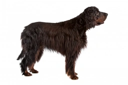 Gordon Setter Dogs Breed - Information, Temperament, Size & Price | Lancaster Puppies