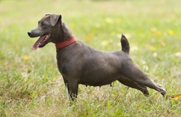 Patterdale Terrier Dogs Razza - Prezzo, Temperamento & Foto | AnnunciAnimali