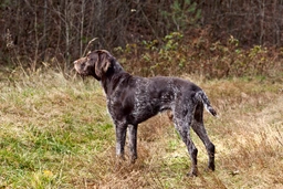 German Wirehaired Pointer Dogs Breed - Information, Temperament, Size & Price | Lancaster Puppies