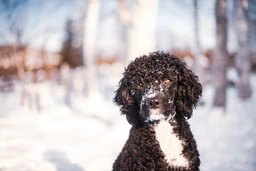 Portuguese Water Dog Dogs Breed - Information, Temperament, Size & Price | Lancaster Puppies
