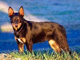 Kelpie Australiano Dogs Razza - Prezzo, Temperamento & Foto | AnnunciAnimali