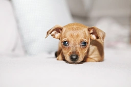 Ratón de Praga Dogs Raza - Características, Fotos & Precio | MundoAnimalia